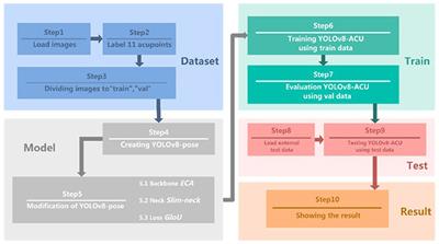 YOLOv8-ACU: improved YOLOv8-pose for facial acupoint detection